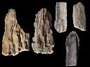 petrified wood0007.jpg